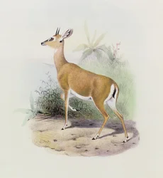 Antílope, de 